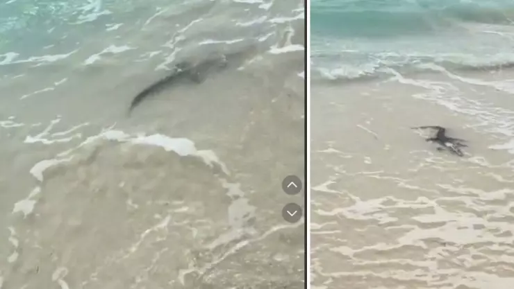 VIDEO_ Sorprende cocodrilo en playa del Cancún tras el huracán Milton