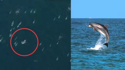 Delfines en Carmel- by- the- Sea, California en 2025 ¿Desde dónde migran y a dónde van? (VIDEO)