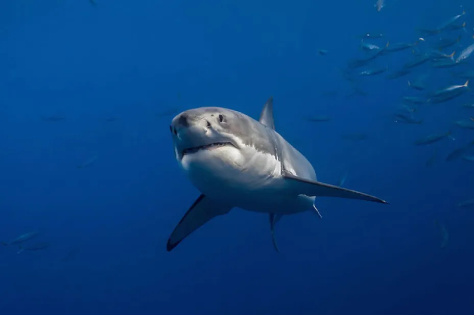 shark5.jpg