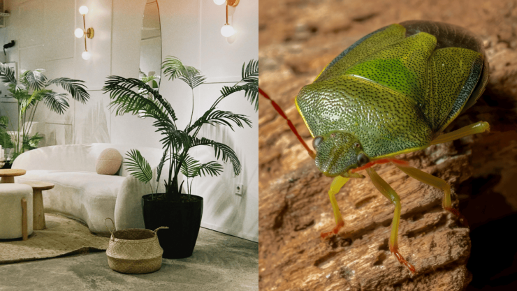 Esta es la razón por la que aparecen chinches verdes en tu hogar y qué debes hacer para sacarlas.png