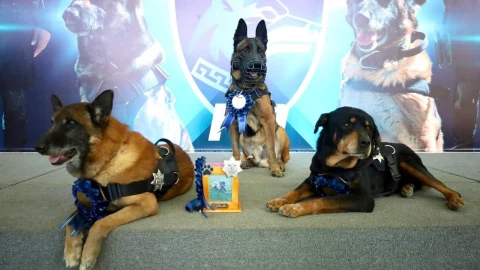 Perros policía.jpeg