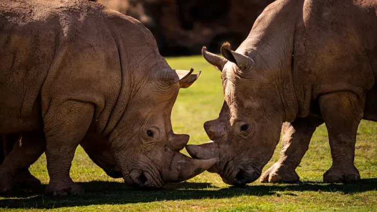 Portraits Of Zoo Animals During Coronavirus Lockdown