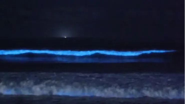 Bioluminiscencia en Playas de San Diego
