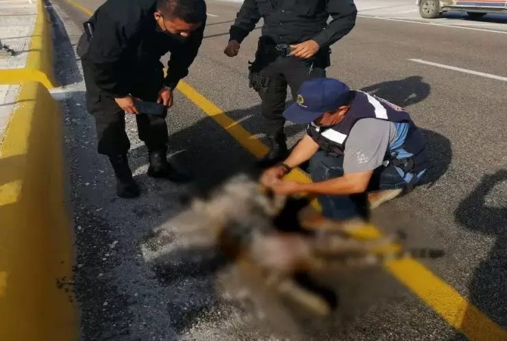 Jaguar muerto en carretera de Campeche