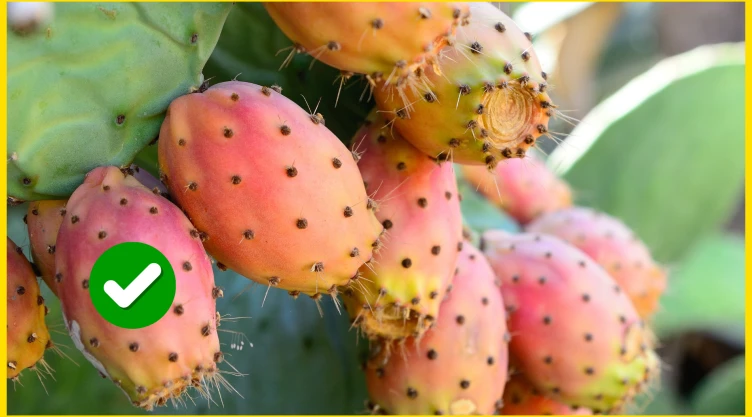 Tunas