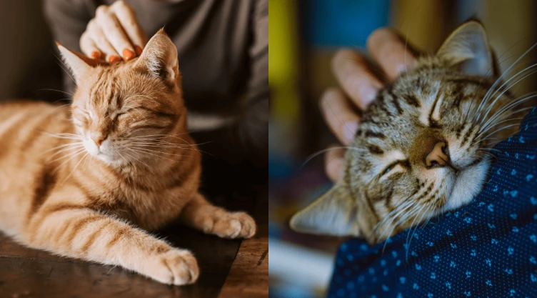 ¿Qué significa que una persona ama a los gatos, según la psicología.png