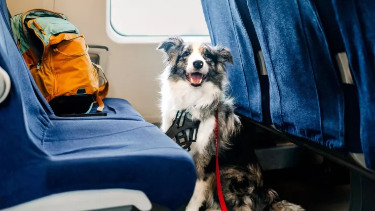 Recomendaciones para viajar con mascotas