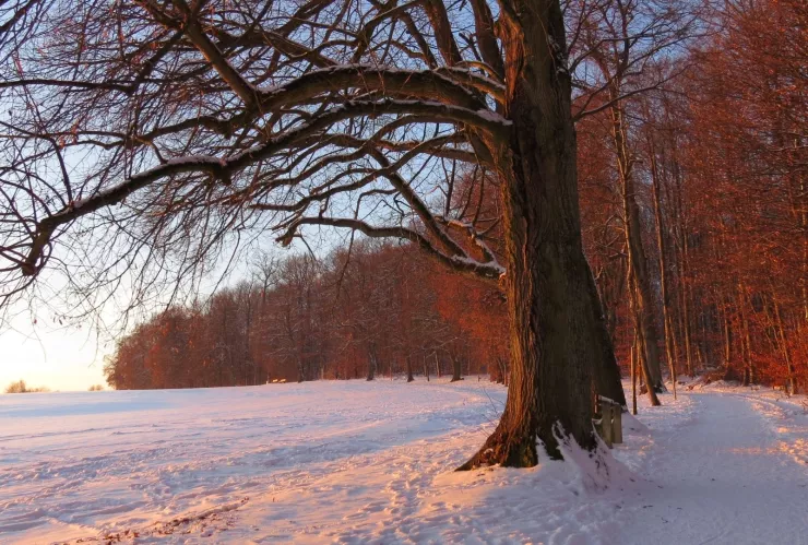 Frente Frío 30 ¿Cuál es la temperatura mínima pronosticada en Zacatecas y por qué está en alerta