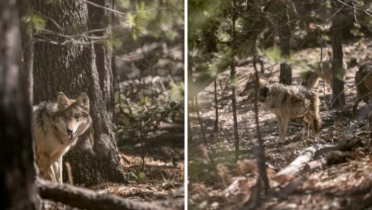 Expertos buscan recuperar la población del lobo mexicano en su hábitat natural