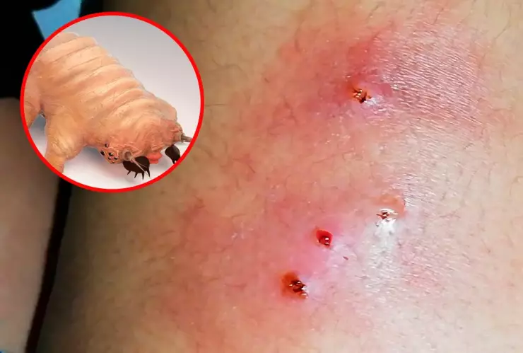 Enfermedad gusano barrenador