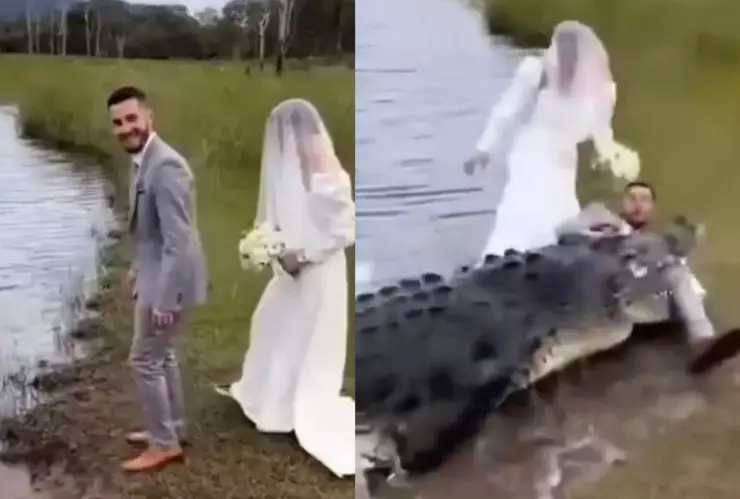 VIDEO | Cocodrilo ataca a un novio en plena sesión de fotos para la boda