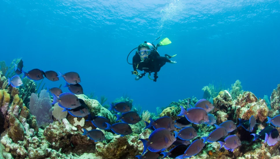 UNAM lanza curso de buceo y estos son los requisitos para entrar