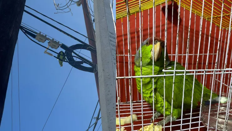 Rescatan loro perdido en Mazatlán