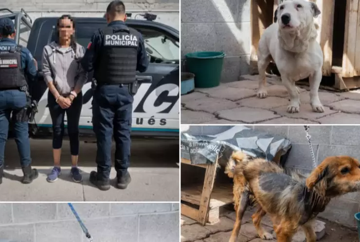 Rescatan a perritos en condiciones deplorables en El Marqués