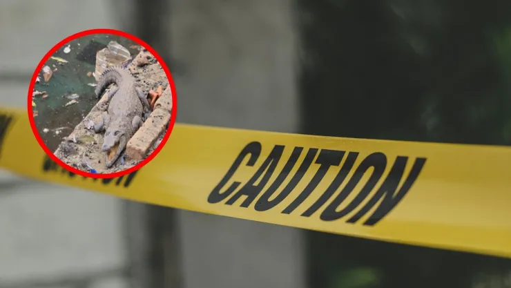 Decomisan drogas, armas y hasta un cocodrilo en un rancho de Arandas