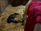 Así se vivió EN VIVO el nacimiento del nuevo potrillo, hijo de Paloma, la yegua de La Granja VIP.jpg