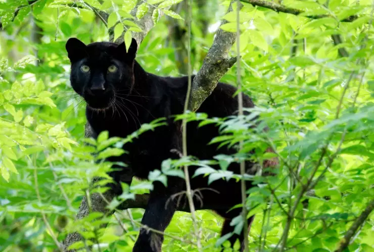 cría de pantera suelta en el Metro CDMX