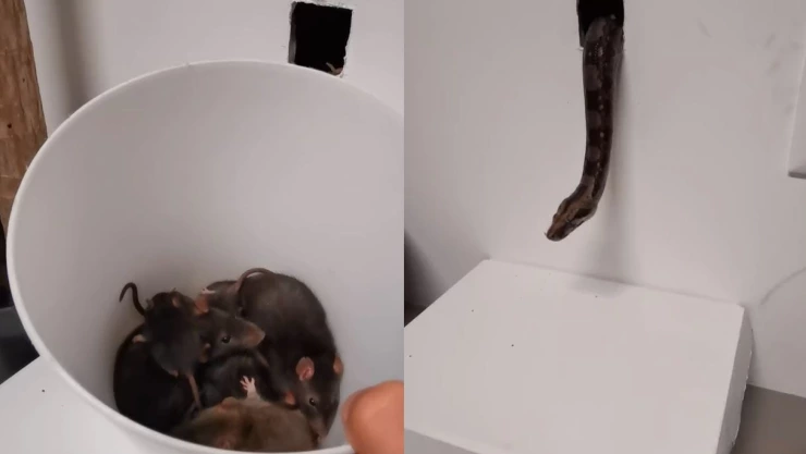 Sujeto usa serpiente para exterminar plaga de ratas detrás de una pared