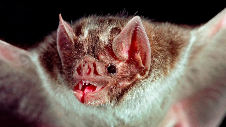 FOTO MURCIÉLAGO.jpg