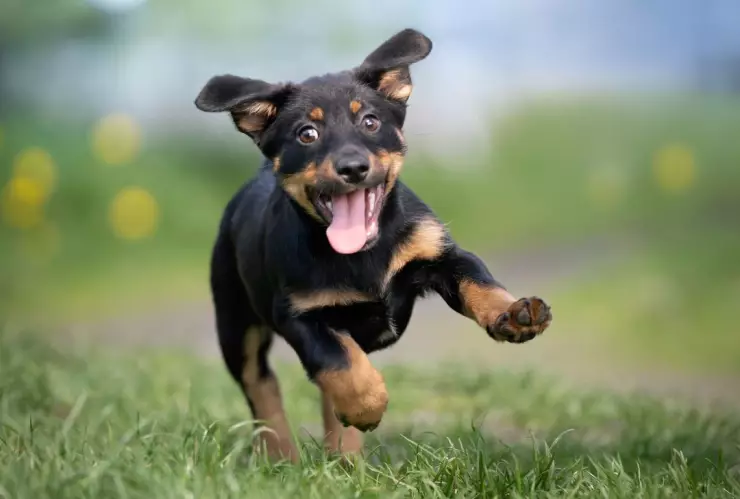 veterinario gratis en España