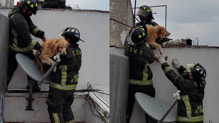 Bomberos rescatan a perrito que cayó de una azotea en CDMX