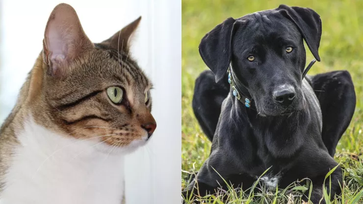 /estilo-de-vida/que-prefieres-perros-o-gatos-psicologia