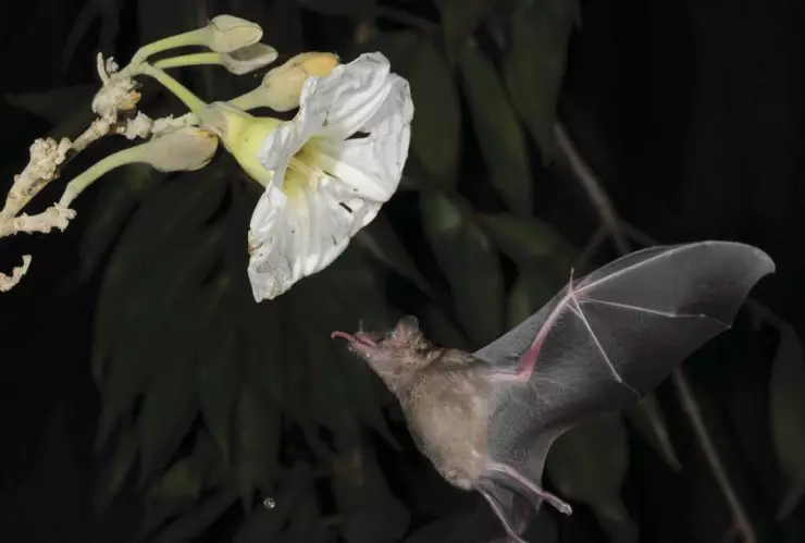 hombre-muere-murcielago-no-quiso-atencion-medica-oaxaca