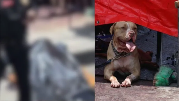 FOTOS SENSIBLES: Así hombre en situación de calle murió mordido por un perro tras ataque en la CDMX