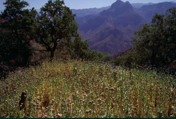 Alertan por heladas de -10 grados en Baja California, Chihuahua y Durango