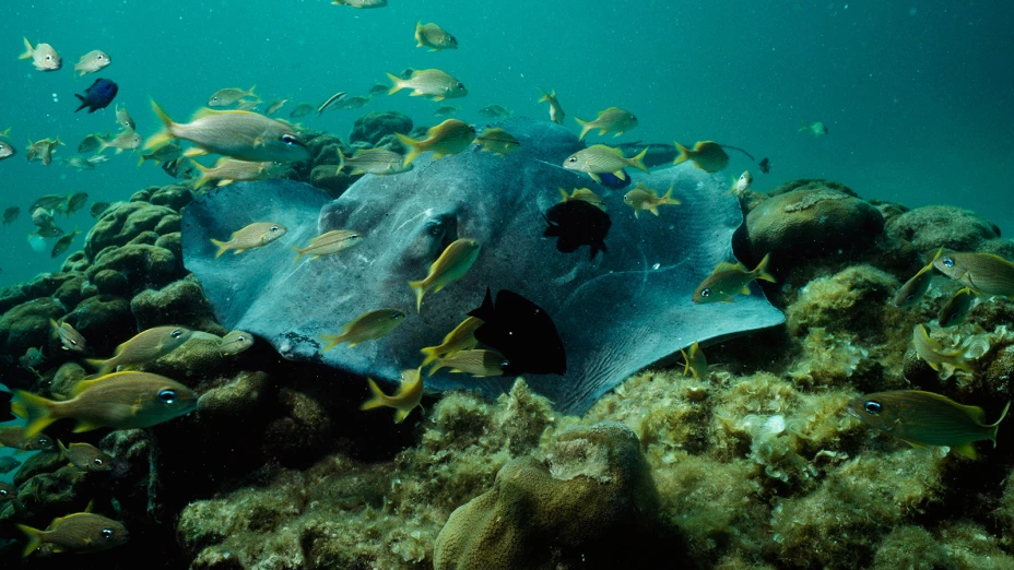 mantarraya