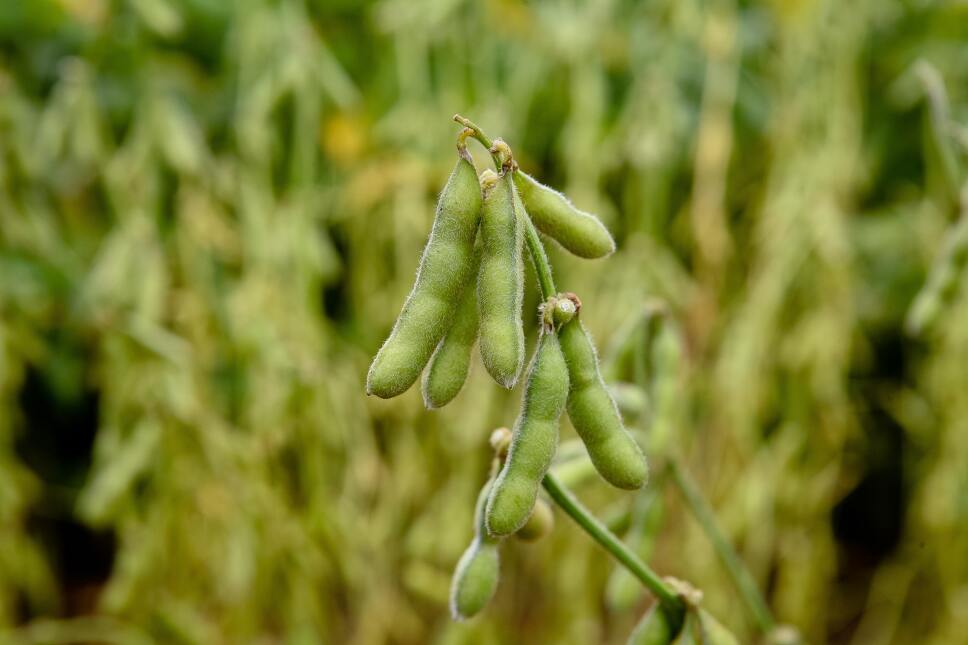 Edamame