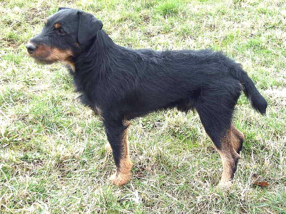 Perro, kilómetros, casa a.jpg
