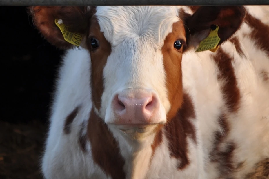 Una vaca se desbarrancó mientras pastaba, y se precipitó en vivienda de láminas, causando la muerte de una persona