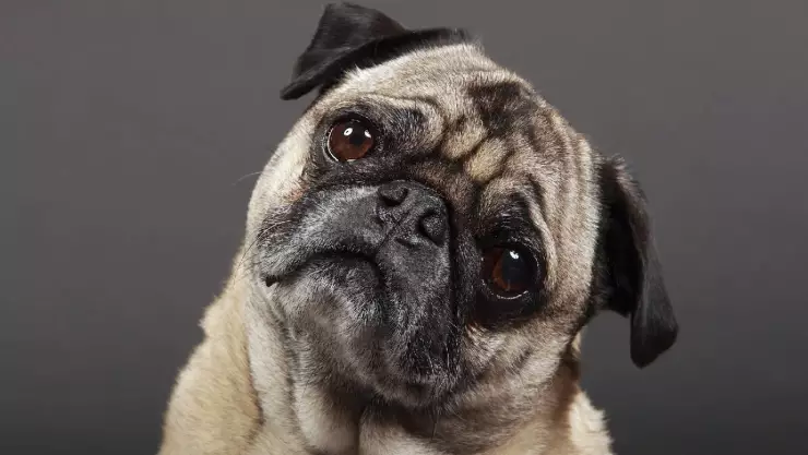 Países Bajos podría prohibir la venta y tenencia de pugs y perros con hocico corto, debido a que sufren por las mutaciones genéticas.