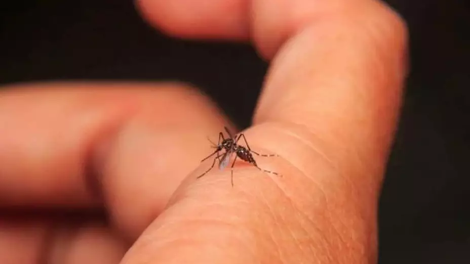 Identifica los síntomas del dengue y formas de prevenir