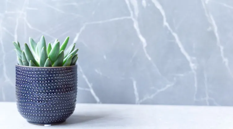 Esta es la planta que debes tener en tu baño para atraer la fortuna, según el Feng Shui.jpg