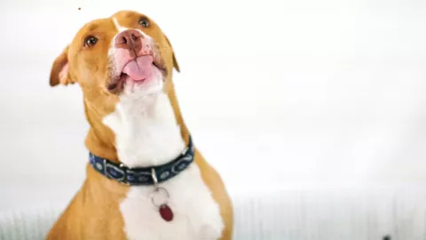 rescate animal en san juan del río.jpg