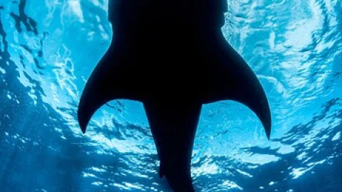 TIBURÓN