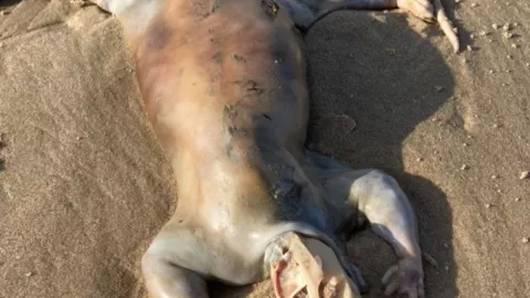 VIDEO Hallazgo de criatura alienígena en playa de Australia