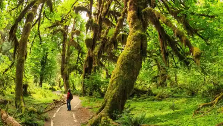 Fairy Forest: bosque del Parque Nacional Olímpico en Washington