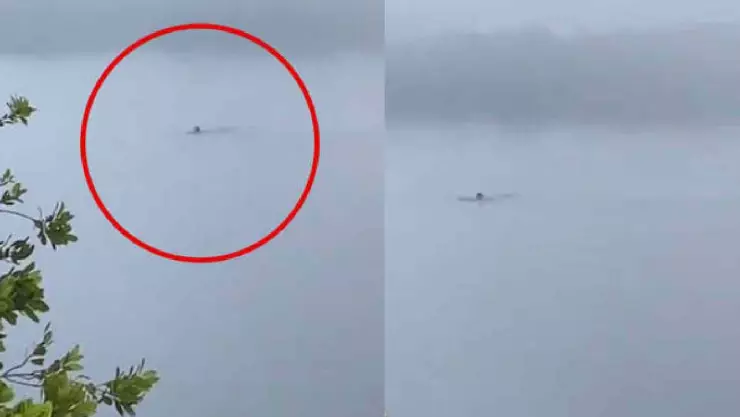 VIDEO_ Joven nada con cocodrilo en Tamaulipas y queda herido; quería emociones fuertes