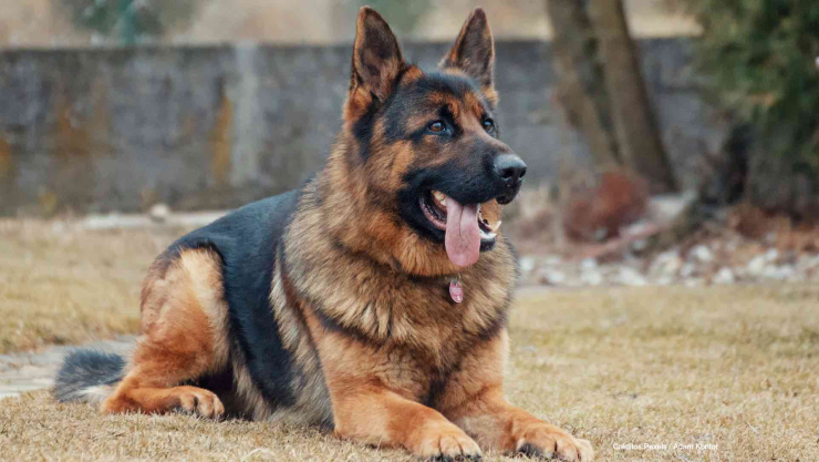 perro contagiado covid-19.jpg