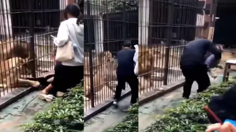 VIDEO: Leona ATACA a una niña tras acercarse a su jaula en un zoológico
