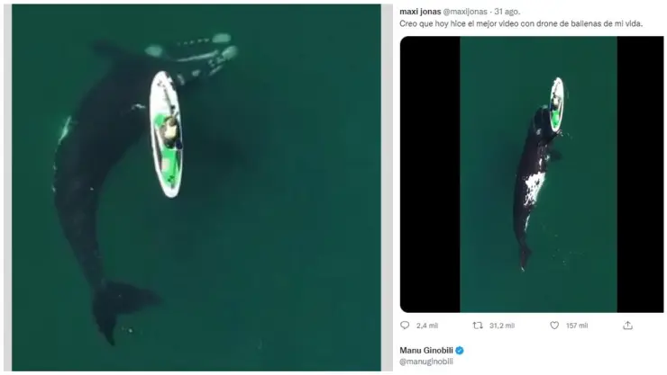 Ballena franca austral sorprende a kayakista