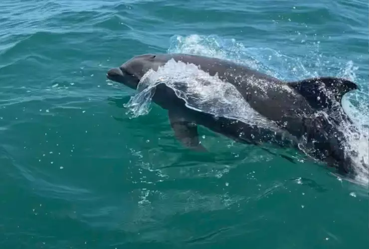 Captan a delfines en Mazatlán.jpg