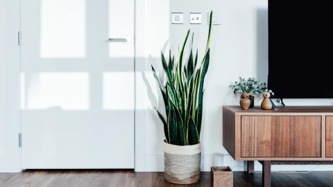 Dónde colocar la lengua de suegra