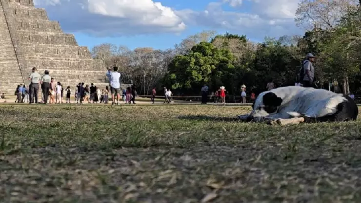Equinoccio de primavera 2026 en Yucatán: Perritos que custodian Chichén Itzá se roban la atención