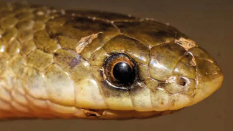 Yakacoatl tlalli: la nueva serpiente descubierta en México por investigadores de la UNAM, BUAP y Texas
