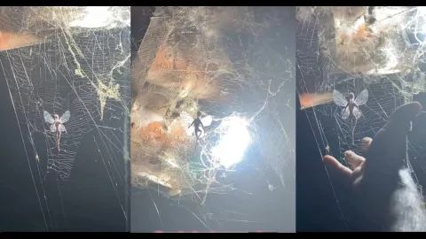 ¿Un HADA? Misterioso hallazgo pone los pelos DE PUNTA a las y los yucatecos