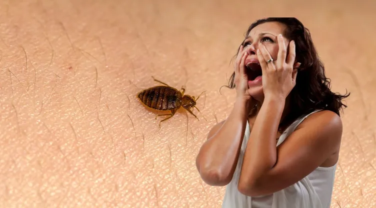 Qué hacer para que las chinches no entren en tu casa este otoño